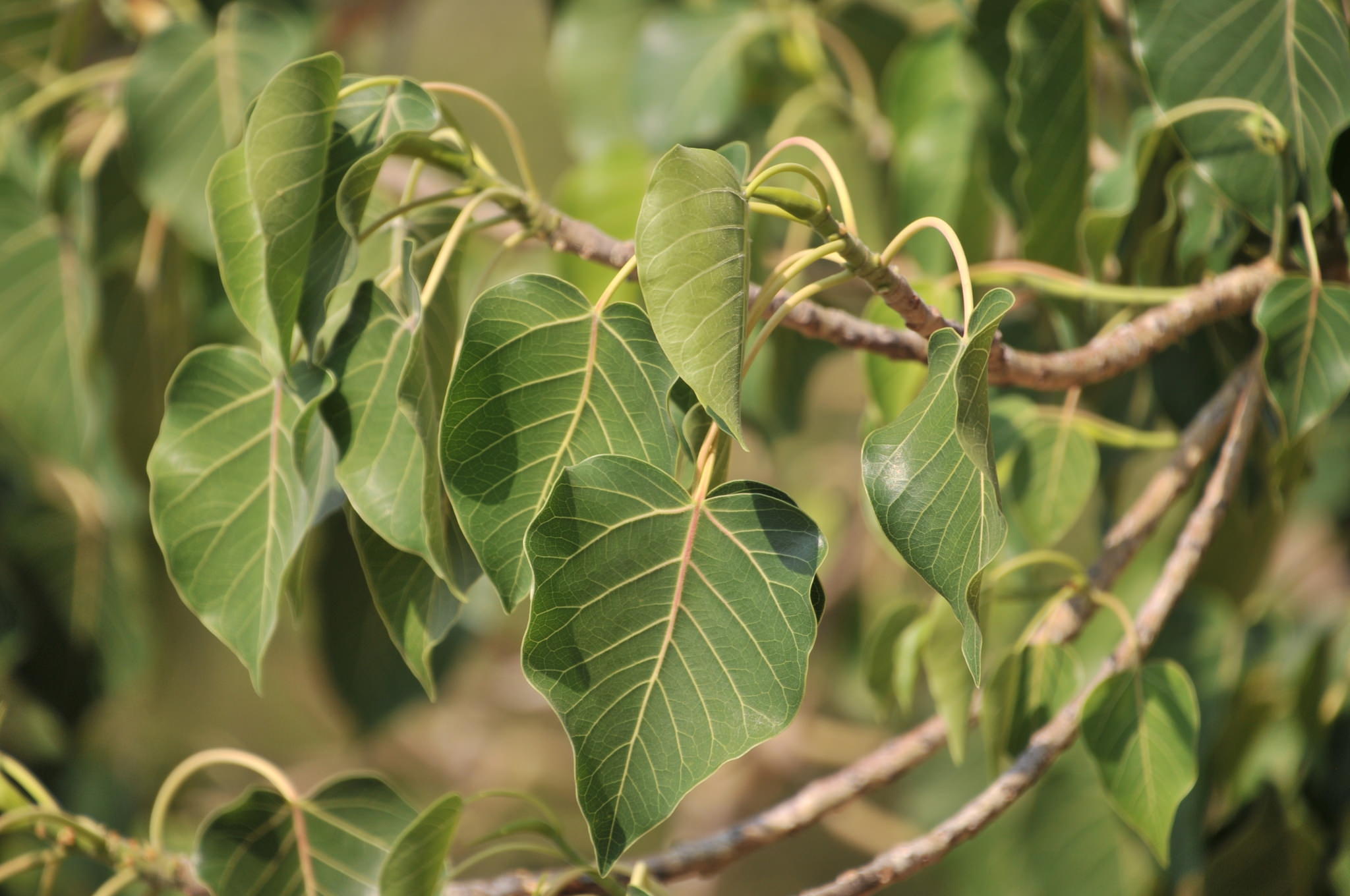 Ficus petiolaris